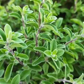 فروش عمده مرزنجوش خشک + مناسب عطاری و داروسازی